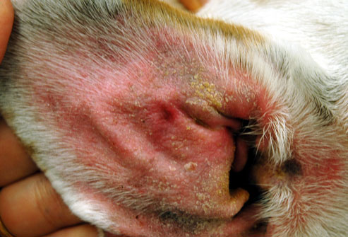 white crusty stuff on dogs ears